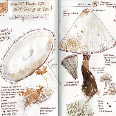 Turtle_Jessica_Field Notes